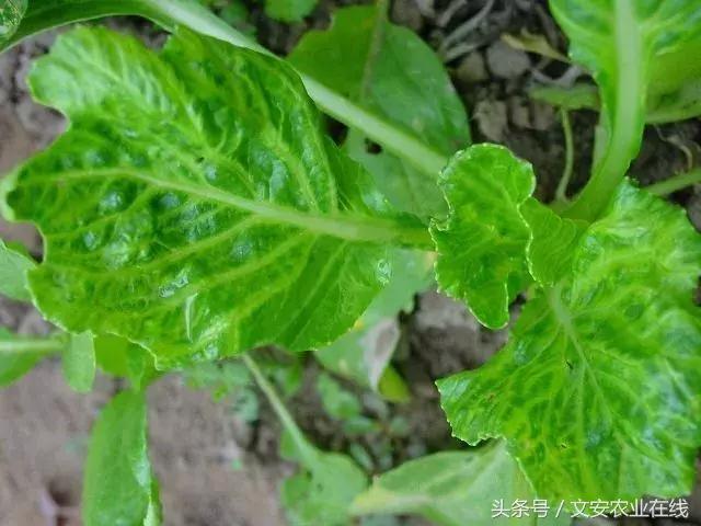 超全！19种大白菜病虫害大汇集（46张高清图）17