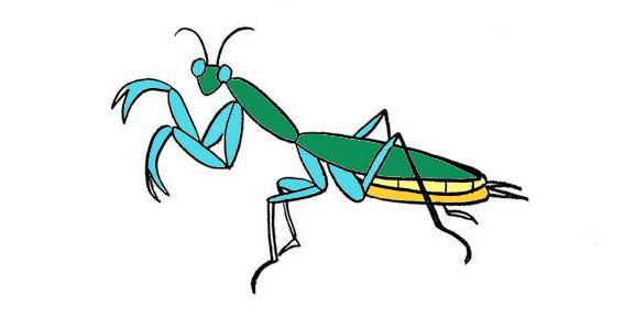 螳螂的简笔画螳螂怎么画简笔画