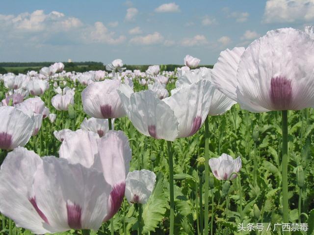 鸦片花