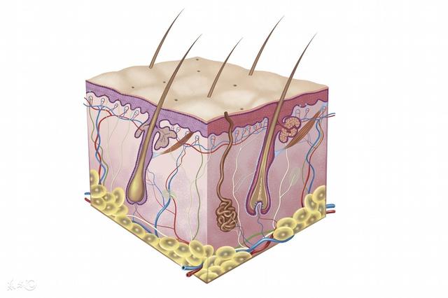 毛囊角化会褪皮吗