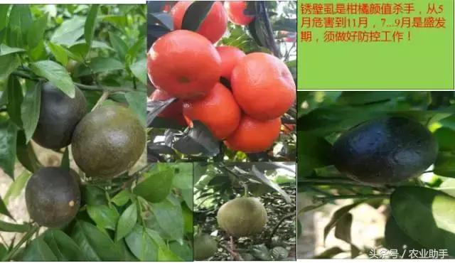 18种柑橘虫害（红蜘蛛、木虱等）的最新防治方法7