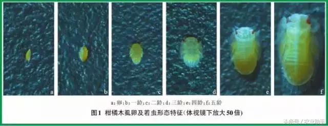 18种柑橘虫害（红蜘蛛、木虱等）的最新防治方法2