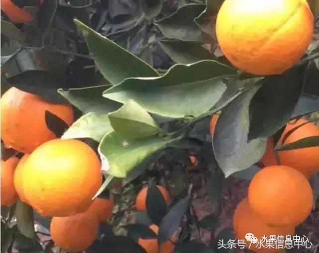 橙子产地 橙子产地（橙子产地主要在哪个省） 生活
