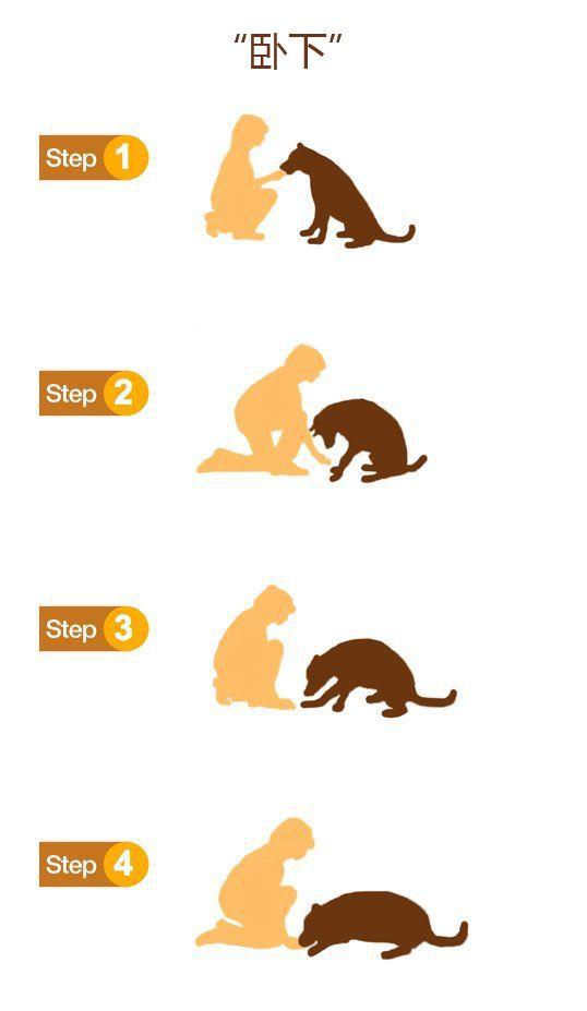 鼓励它坐下(别人会让狗狗做出乞讨/拜拜的手势,可以自己训练)