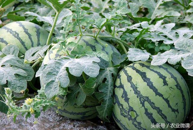 谈谈内吸性杀虫剂的特点、施药技术评述！