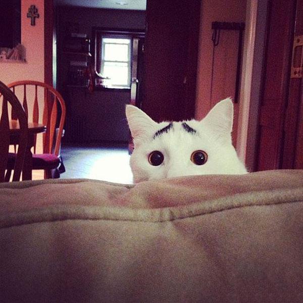 һֻӵ�а���ü����è�䣺˭̫��̫ί����