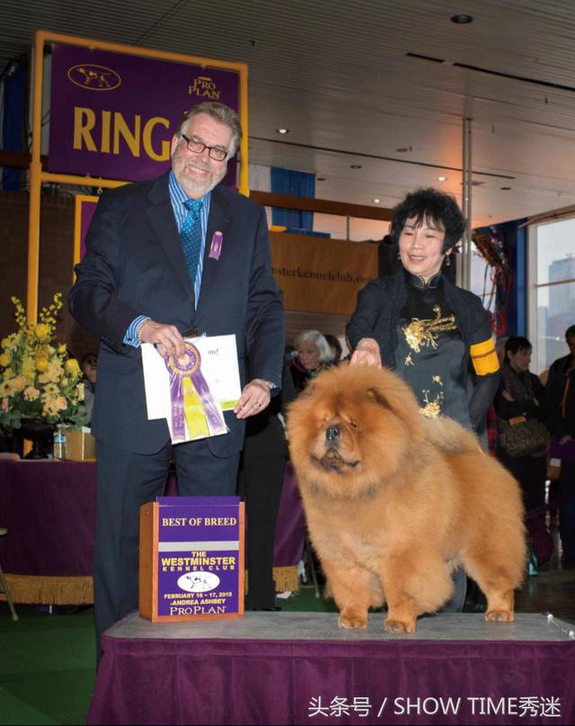 北京松狮犬舍