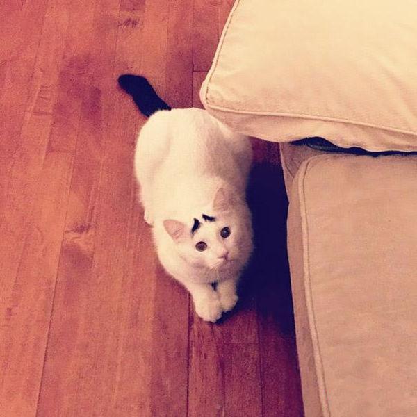 һֻӵ�а���ü����è�䣺˭̫��̫ί����