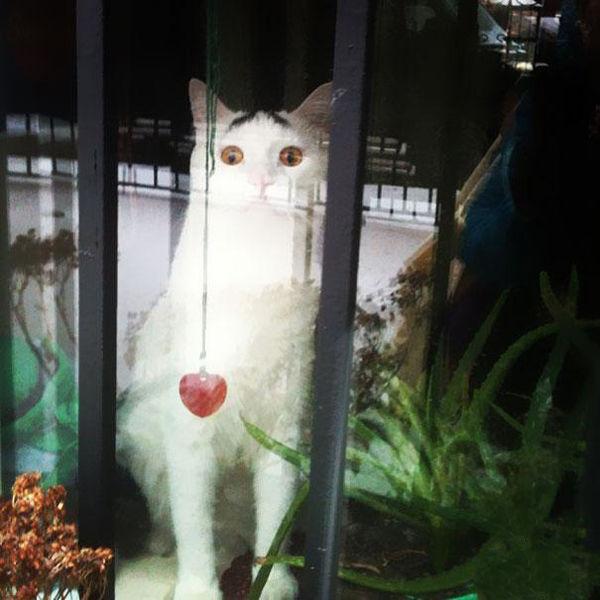 һֻӵ�а���ü����è�䣺˭̫��̫ί����