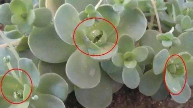 啤酒浇花适合各种花吗(过期的啤酒适合浇哪些花)