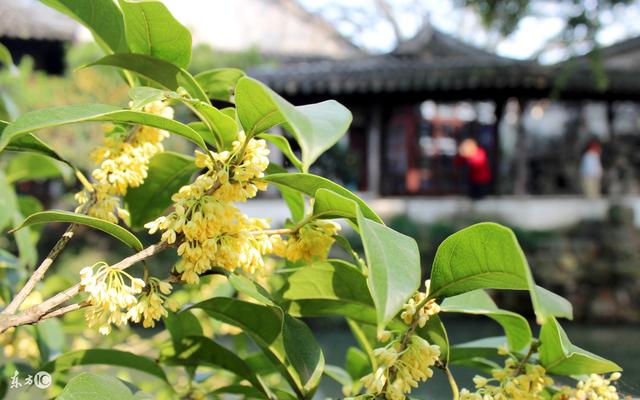 桂花的功效与作用 桂花的功效与作用（桂花的功效与作用及禁忌） 生活