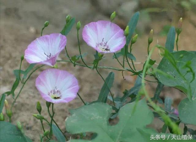 二甲四氯防除旋花草，你怎么看？