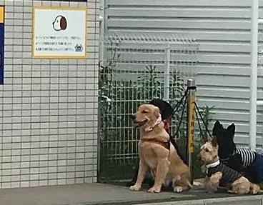 地震搜救犬全部处死