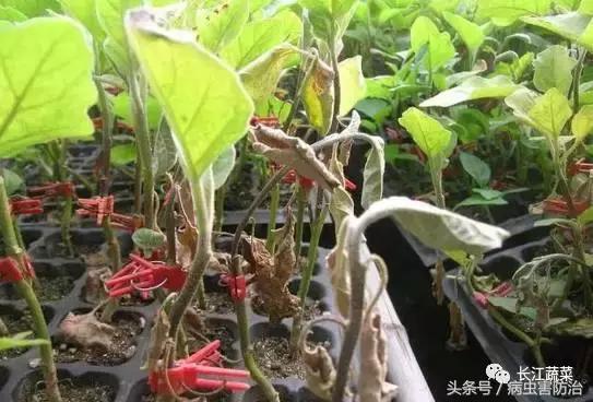 茄子绵疫病的症状，以及防治方法3