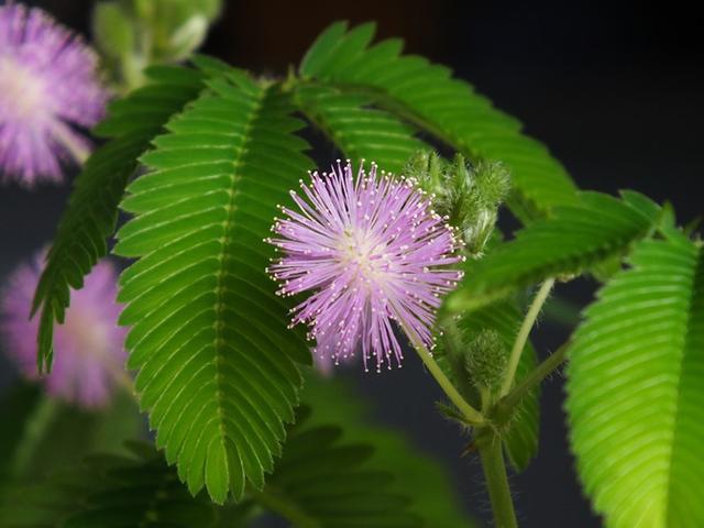 天竺葵花语（紫色天竺葵花语）