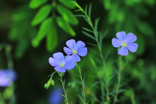 天竺葵花语