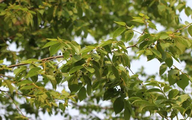 珊瑚朴和朴树的区别(珊瑚朴树价格)-禾马农业网