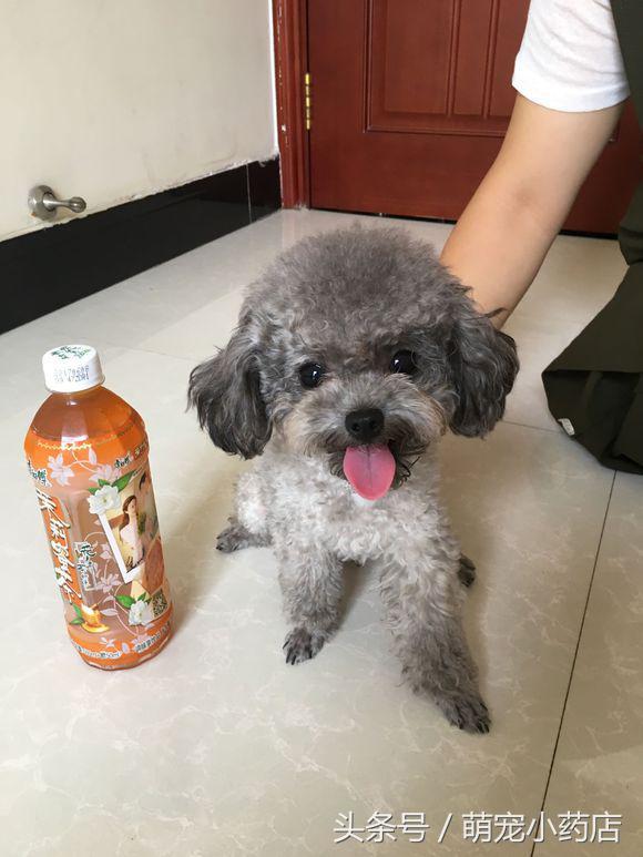 茶杯泰迪犬多少钱