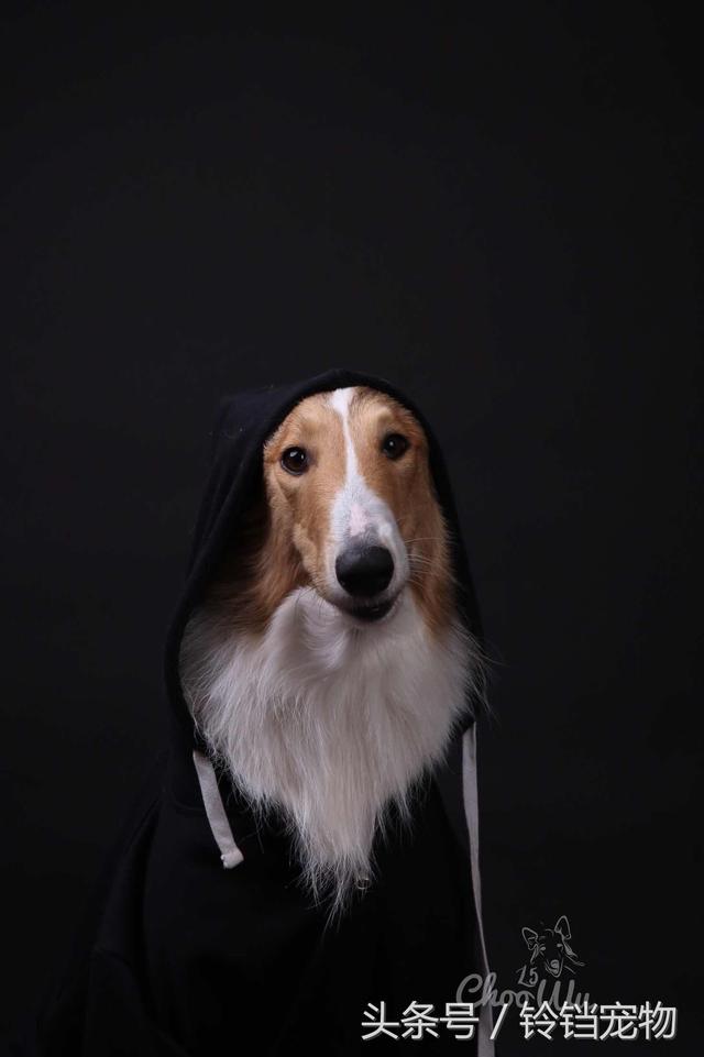 牧羊犬在线论坛 牧羊犬在线论坛