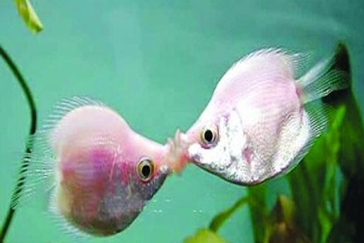 亲吻鱼