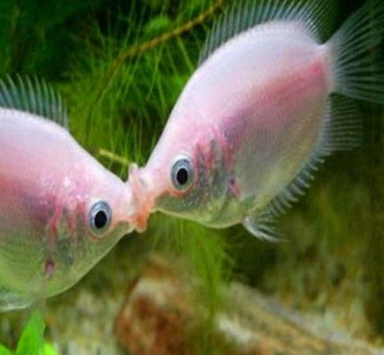 接吻鱼接吻的原因之一遗传习性由于接吻鱼具有保卫领地的习性,两者