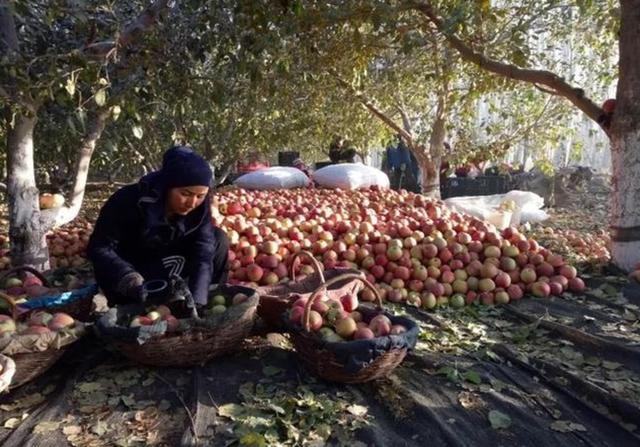 中国最好吃的苹果是什么地方？哪里才是真正的苹果之乡？3