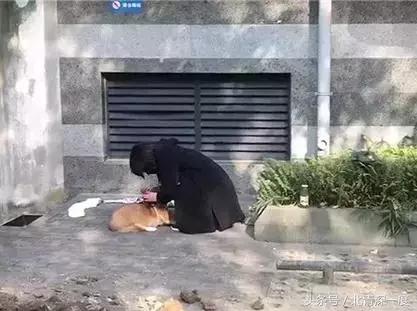上海一柯基被打死主人发声