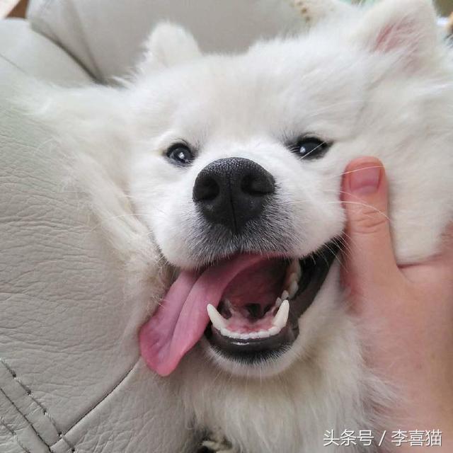 爱斯基摩犬图片