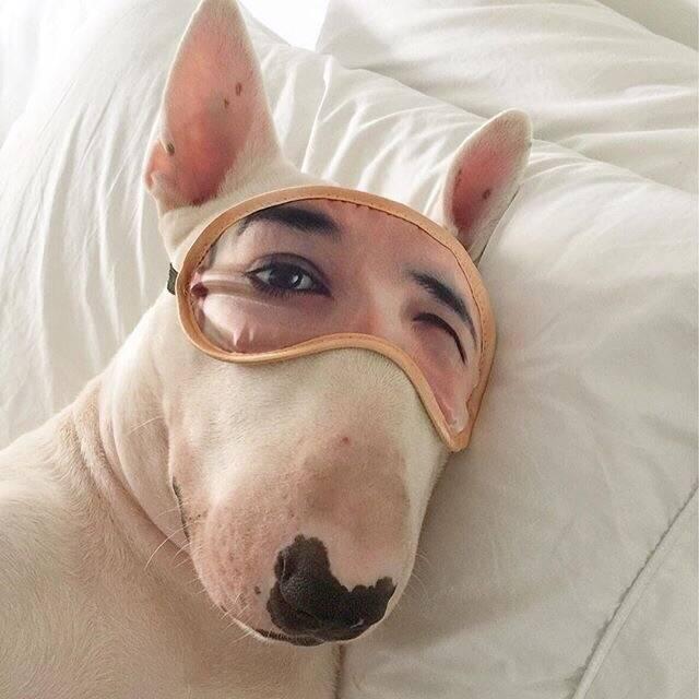 狗狗头像高清霸气(高级又沙雕的狗狗头像)-艾拉养犬