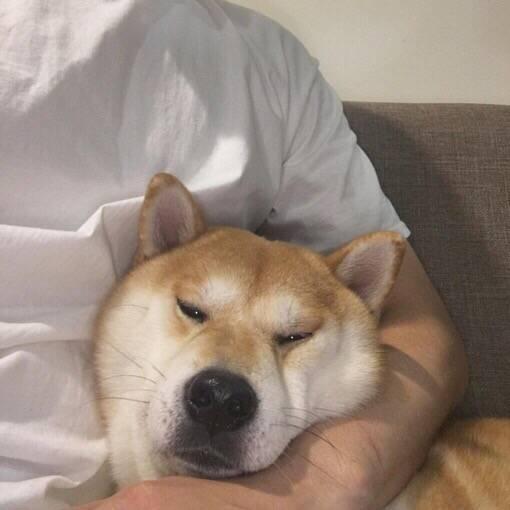 狗狗头像高清霸气(高级又沙雕的狗狗头像)