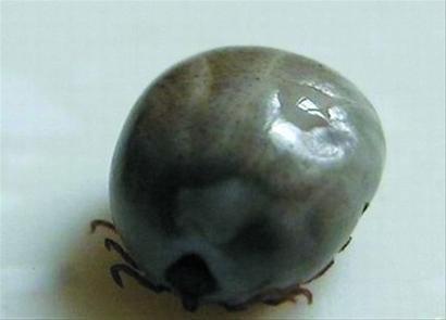 狗身上的蜱虫 狗身上的蜱虫(狗身上的蜱虫用什么药能杀死) 大数据