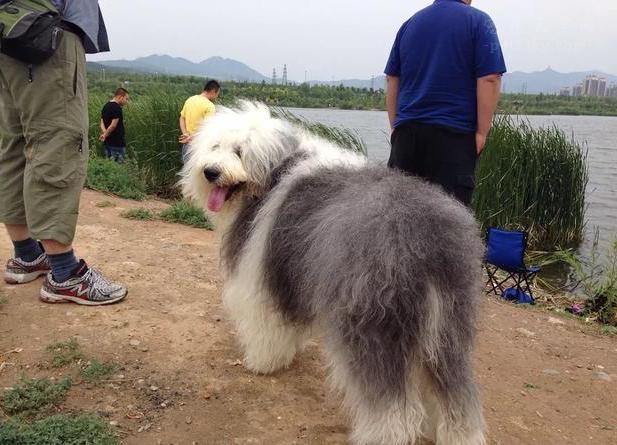 古代牧羊犬价格