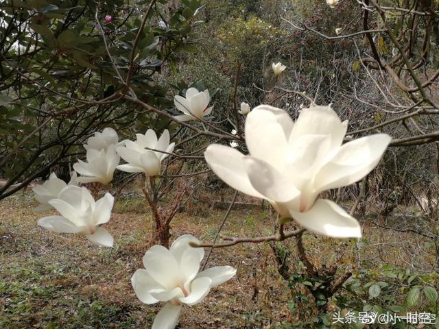 白兰花花语