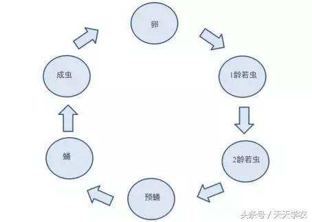 柑橘虫害爆发期要来了，红蜘蛛、木虱、线虫等虫害怎么应付最省钱3