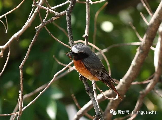 普通鳾