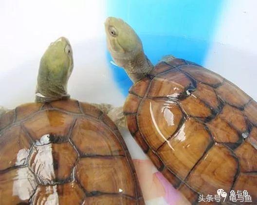 龟的种类