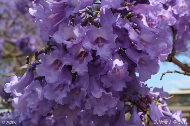 好听的花名（好听的花名两个字在公司用）