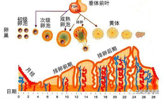 子宫膜厚怎么办