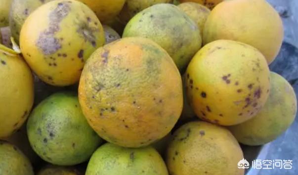 柑橘树上长出了“罗汉果”，是虫害还是病害？