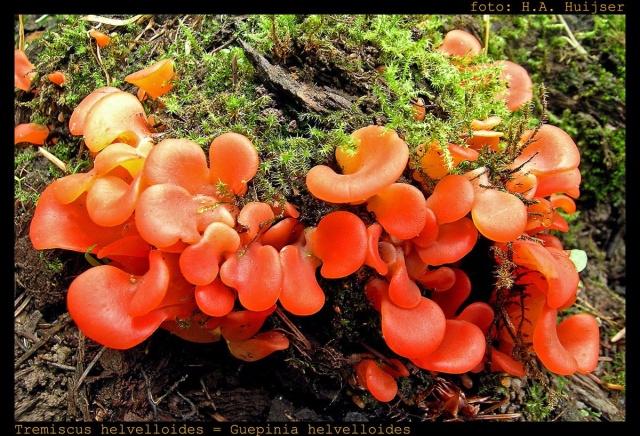 白木耳什么情況了不能吃？長期吃金耳的危害，就差這份資料了