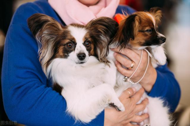 蝴蝶犬图片 蝴蝶犬图片（蝴蝶泉图片） 动物