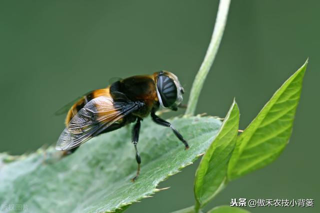 种植瓜果蔬菜经常有蚜虫怎么办？这篇文章告诉你如何杀虫最彻底9