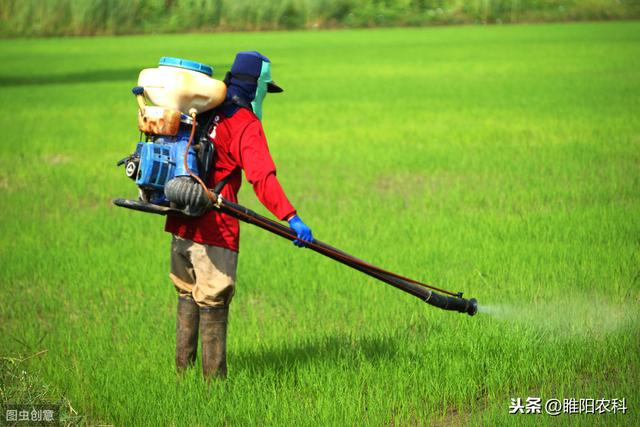 这个新药专治稻田各种恶性禾本科杂草，3天中毒，10天死草