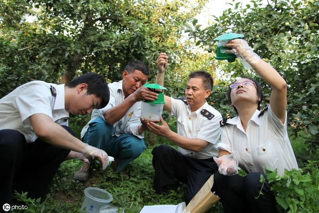 柑橘一熟，果实蝇就来！如何打好这场“保果仗”？试试这几个方法2