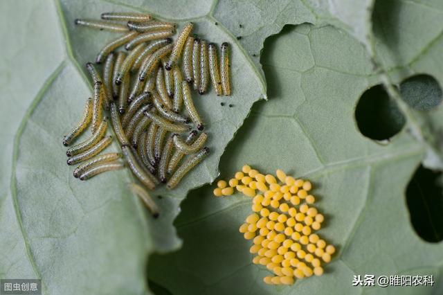 最强的杀虫剂组合，专杀老龄抗性大虫，2分钟中毒，1天死虫4