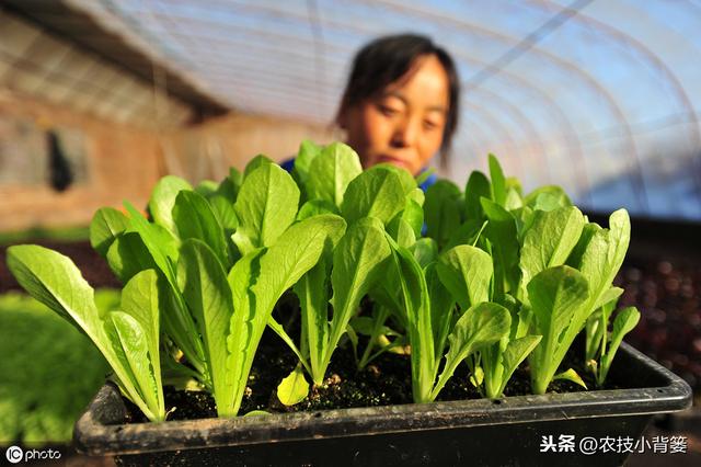 长毛的菌肥和不长毛的菌肥哪种好？如何挑选菌肥才不会上当受骗？6