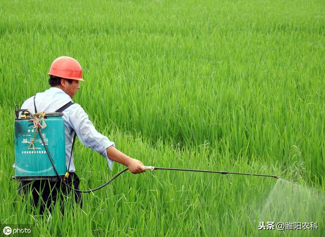 这个药才是真正的杀菌王，能防治400多种病害，经济实惠，效果好