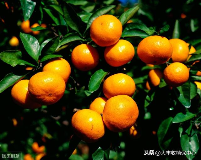 代森锰锌、吡唑醚菌酯……最全杀菌剂用药指南！看完都明白了！10