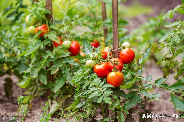 种植番茄害虫多，产量低，那是因为你没有做好这5种预防10