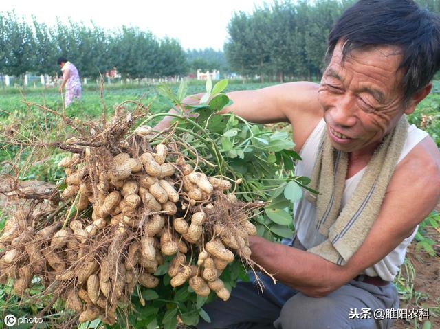 花生**害虫这样治，保证一季都无虫1